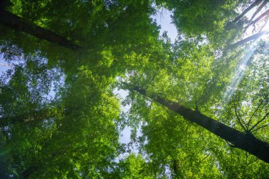 Kireç yeşili yapraklı kayın ağaçları başınızın üstünde yükseliyor..