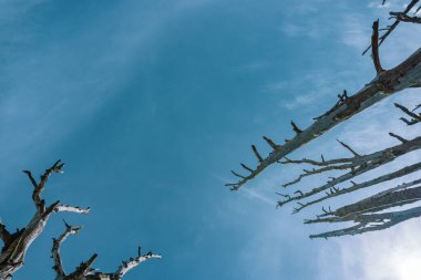 Yukarıdan yükselen ölü ağaçlar gökyüzüne doğru yükseliyor..