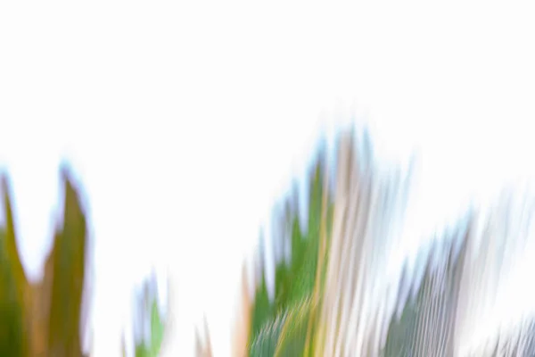 Botanical Motion Blur Cycad Plant Abstract White — 스톡 사진
