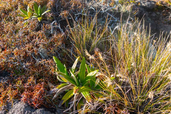 Vegetación Alpina Planta Margarita Montaña Rodeada Tussock —  Fotos de Stock