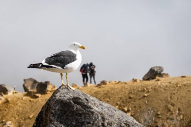 Karasırt martısı dağın zirvesinde Tongariro Alp Geçidi, Yeni Zelanda 'da tanınmayan bir çiftle birlikte duruyor..
