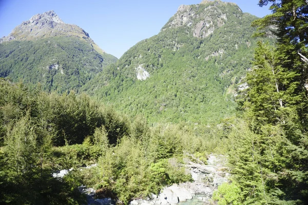 Weelderig Groen Nieuw Zeelandse Bos Met Verre Bush Beklede Heuvels — Stockfoto