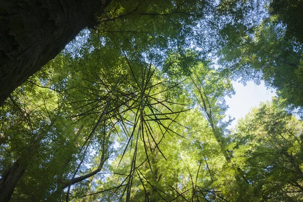 Тени Стволов Деревьев Контрастируют Липой Зеленой Листвы Роскошных Новозеландских Лесных — стоковое фото
