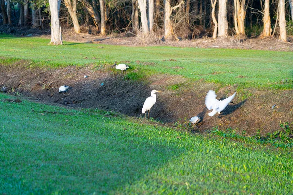 White Ibis Egret Fossicking Food Drain Early Morning Light Stand — Fotografia de Stock