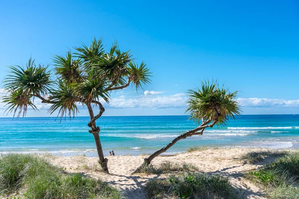 Surfer Paradise Australia April 2015 Tropical Scene Sand Dunes Surfers — Stock Photo, Image