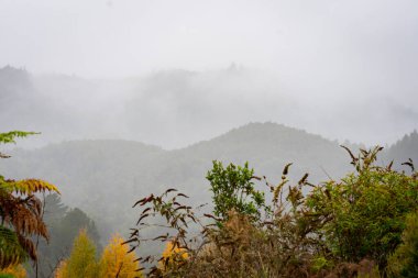 Dağlar sisle kaplanmış çalılıklardan ve ağaçlardan uzakta..