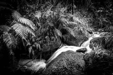 Gelin Şelaleleri 'nde Rotorua yakınlarında yeşil yosunlarla kaplanmış küçük şelale ve kayaların arasından akıyor..