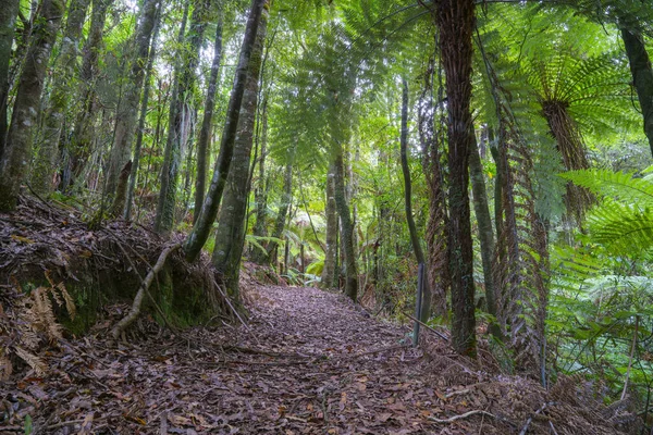 Typical New Zealand Rainforest Walking Track Covered Leaf Drop Canopy — Stock Photo, Image