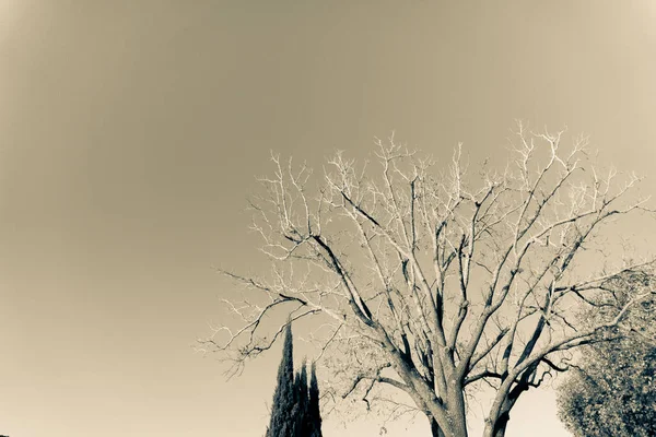 Leafless Unruly Sepia Image Black Walnut Tree Low Perspective Negative — Stock Photo, Image