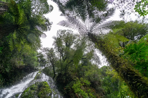 Helechos Árboles Remolcadores Bridal Veil Falls Final Caminata Rodeados Arbustos — Foto de Stock