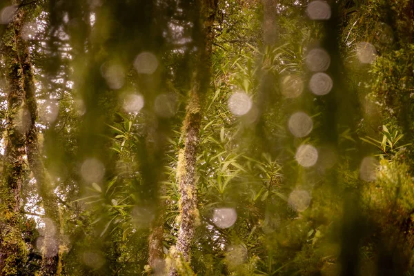Відкладені Краплі Води Гілках Листя Дерева Ранковому Світлі — стокове фото