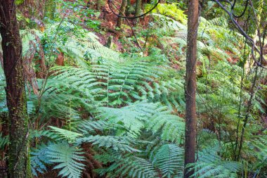 Yeni Zelanda ormanları, yüksek görüş açısına sahip ağaç palmiyelerinin tepelerinden süzülen ince ağaçlarla kaplı..