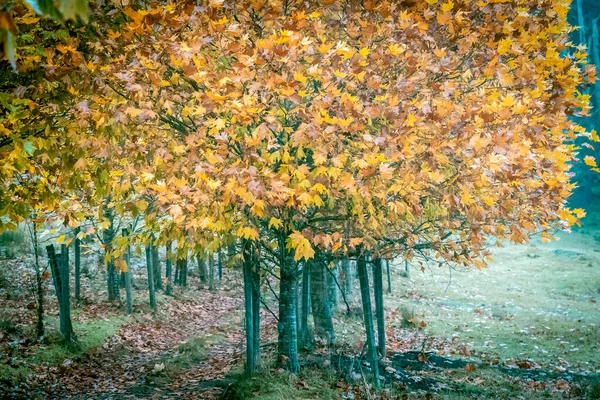 Грунт Плоских Дерев Осінньому Кольорі Облицьовує Доріжку Покриту Осіннім Листям — стокове фото