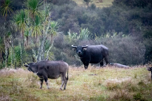 两只水牛站在高地灌木丛环绕的空地上 — 图库照片