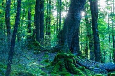 Ormanda güneş doğarken ve ağaçları, yaprakları ve orman tabanını aydınlatırken.