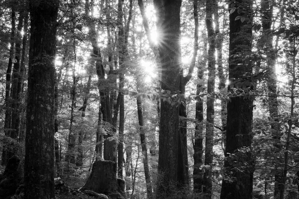 Het Bos Als Zon Opkomt Verlicht Bomen Gebladerte Bosbodem Monochroom — Stockfoto