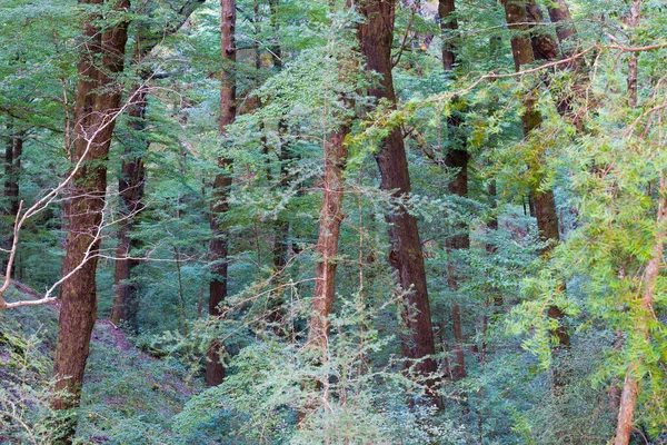 Floresta Como Sol Nasce Ilumina Árvores Folhagem — Fotografia de Stock