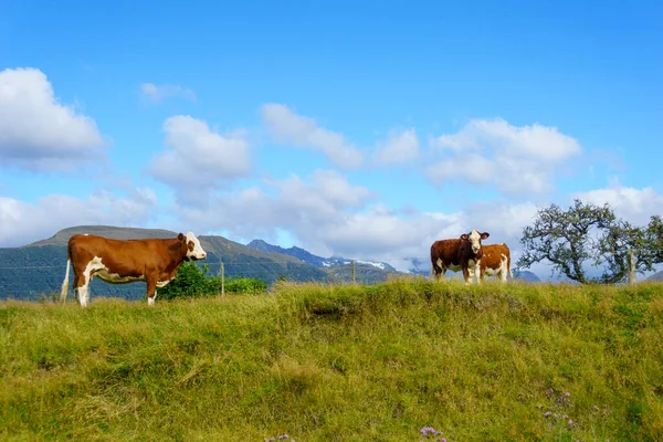 Hereford Pastoreo Ganado Campo Granja Montaña — Foto de Stock