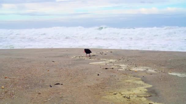 Kıvrımlı Kumsal Videosunda Istiridye Yakalayıcısı — Stok video