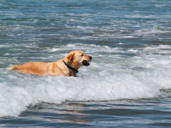 Золотая Собака Летом Играет Серфинг Низкой Воде — стоковое фото