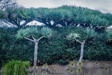 Yeşil çitlere karşı ejderha ağaçlarının mimari tarzı ilgi çekici bir görünüm sergiliyor..