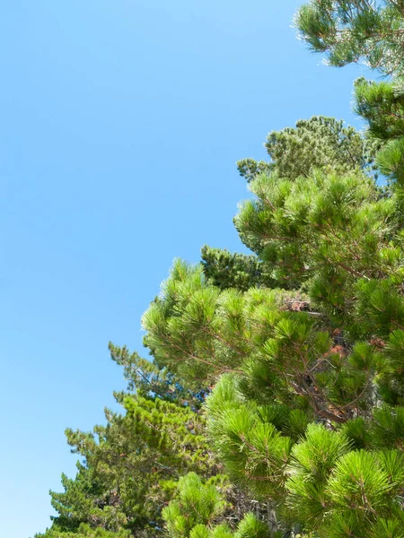 Drzewa Sosnowe Matakana Przeciwko Błękitnemu Niebu Pionowej Kompozycji Ukośnej Przestrzenią — Zdjęcie stockowe