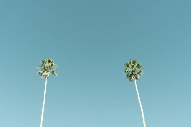 Uzun Kaliforniya hayran palmiyelerinin mavi gökyüzüne karşı uzun cılız gövdeleriyle gökyüzüne doğru uzanan görüntüsü..