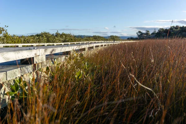 Ambiente Estuarino Densas Plantas Pântano Salgado Matua Tauranga — Fotografia de Stock