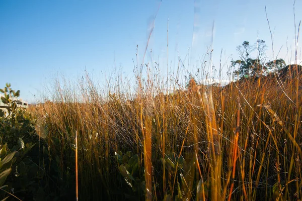 Estuarine Omgeving Van Dichte Kwelderplanten Matua Tauranga — Stockfoto