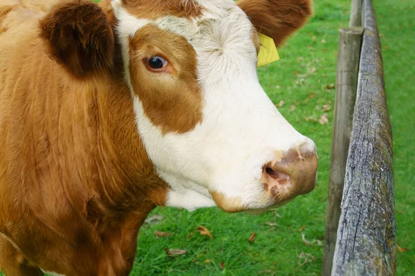 Hereford Marhahús Fej Közelkép Auckland Zélandon — Stock Fotó