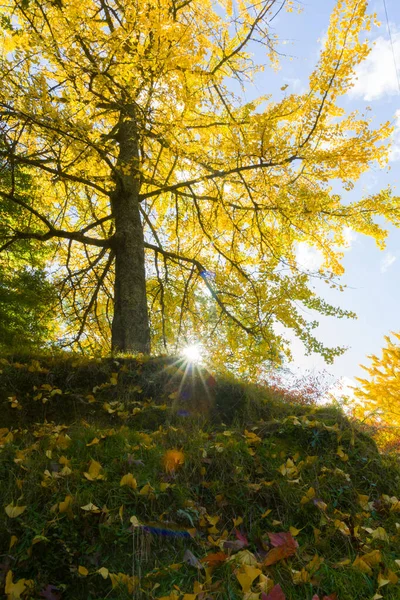 Kultainen Puu Auringonpurkaus Syksyn Valo — kuvapankkivalokuva