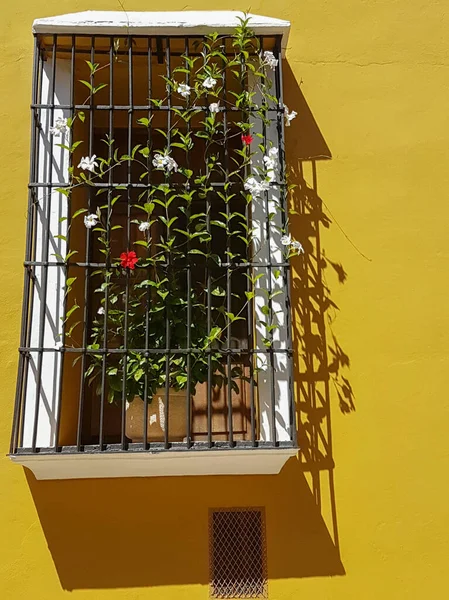 Window flowers, vine growing over security frames on white window box against bright yellow wall.