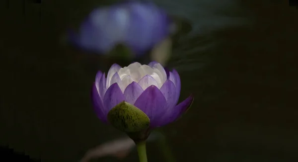 Lirio Agua Plena Floración Púrpura Blanca Con Azul Fuera Foco — Foto de Stock