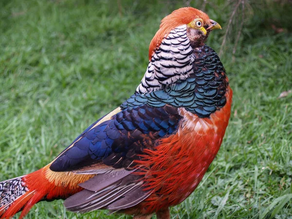 Impresionantes Colores Polla Faisán Primer Plano Rojo Dominante Color Con —  Fotos de Stock