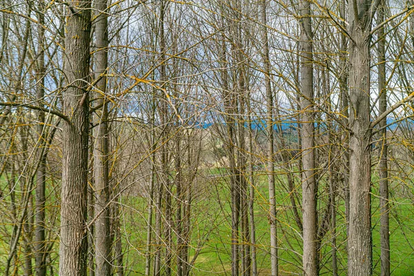 真冬のカラマツの群生と幹や枝を通して見える畑 — ストック写真