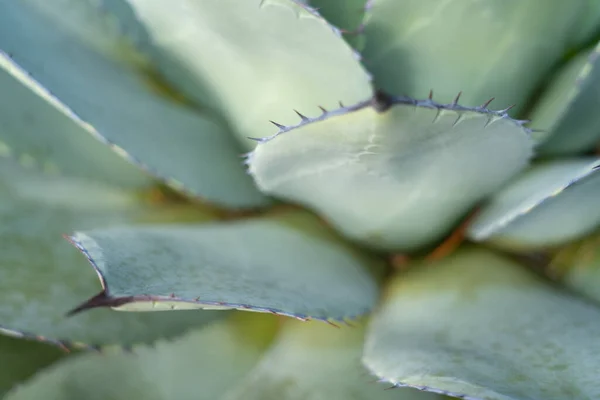 Planta Aloe Vera Tonificada Azulada Com Folhas Carnudas Planas Com — Fotografia de Stock