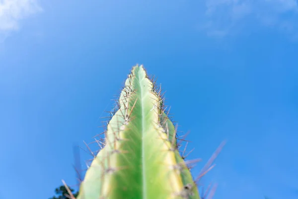 Alto Cactus Espinoso Verde Creciendo Erguido Contra Cielo Azul —  Fotos de Stock