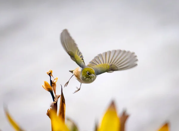 小型鳥 カメラの方へ飛ぶワックス目 — ストック写真
