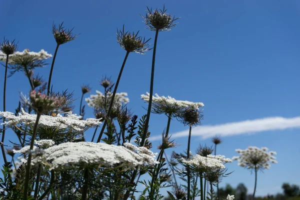 White Wildflower Paisaje Contra Cielo Azul — Foto de Stock