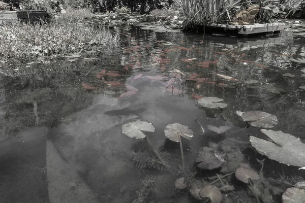 Étang Aux Feuilles Flottantes Nénuphars Poisson Rouge Orange Effet Monochromatique — Photo