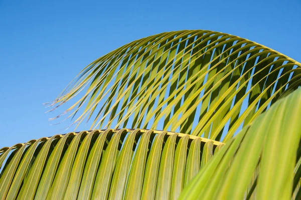 Frondas Palma Verde Brillante Arqueándose Contra Cielo Azul —  Fotos de Stock