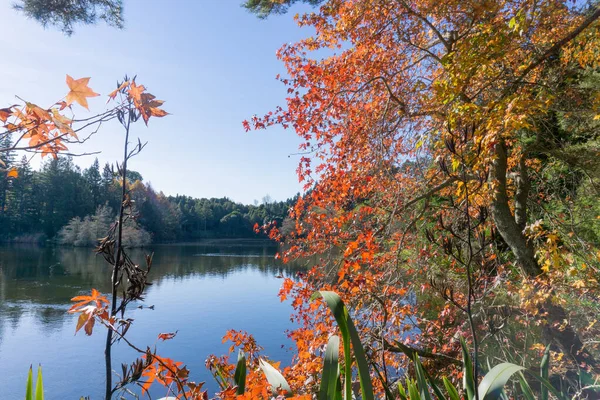 Autunno Autunno Colore Fogliame Mclaren Falls Lago Tauranga Nuova Zelanda — Foto Stock