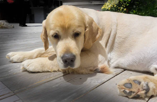 Golden Labrador Resting Lazily Deck — Stock Photo, Image