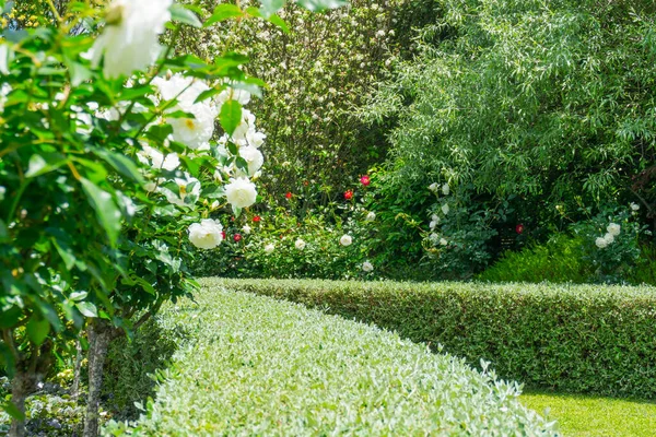 Jardim Formal Sebe Baixa Cortada Cercada Por Arbustos Floridos Exuberantes — Fotografia de Stock