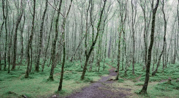 Paesaggio Naturale Alberi Alto Fusto Con Bassa Copertura Del Terreno — Foto Stock