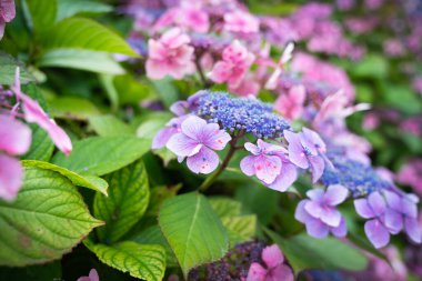 Hydrangea flower bush in selective focus closeup with pink and blue petals. clipart