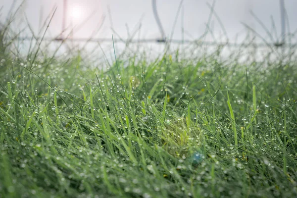 Grönt Gräs Täckt Med Tidig Morgon Dagg Droppar Tas Marknivå — Stockfoto