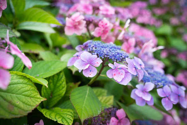 Arbusto Flores Hortênsia Foco Seletivo Close Com Pétalas Rosa Azul — Fotografia de Stock
