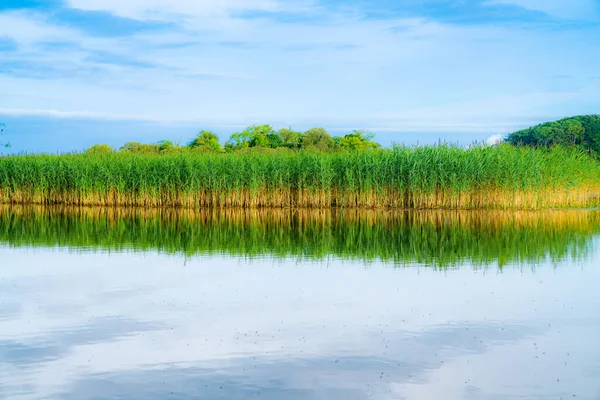 Tall Green Yellow Reeds Growing Reflected Ross Lake Killarney National — Stock Photo, Image