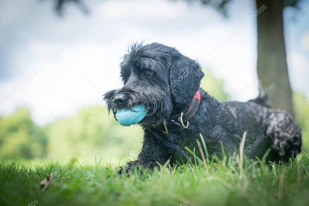 Black dog on lawn with blue ball in mount obediently waiting.